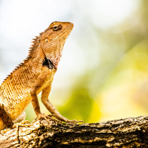 Oriental Garden Lizard4_Balasore_India