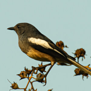 Oriental Magpie-Robin1_Karwar