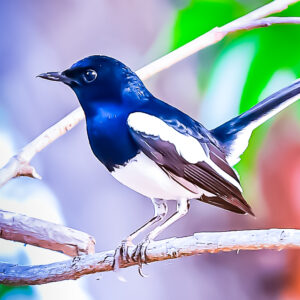 Oriental Magpie-Robin_Karwar