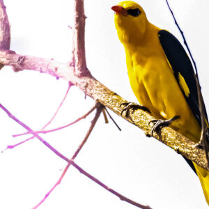 Oriole _Karwar_India