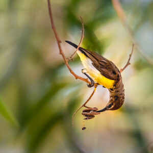 Purple-rumped Sunbird1_Karwar_India