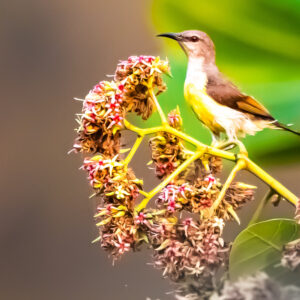 Purple-rumped Sunbird_Karwar_India