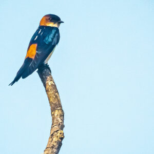 Red-rumped Swallow1_Karwar_India