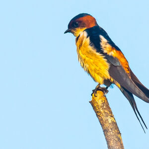 Red-rumped Swallow_Karwar_India