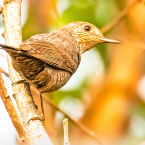 Rock-thrush_Karwar_India