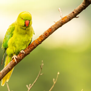 Rose-ringed Parakeet