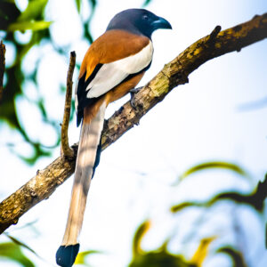 Rufous Treepie_Karwar_India