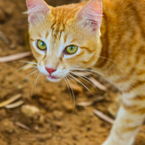 Tom Cat_Stance_Karwar_India