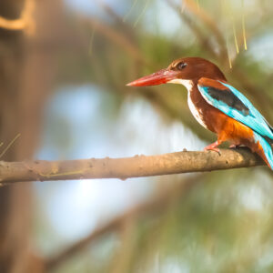 White-throated Kingfisher1_Karwar_India