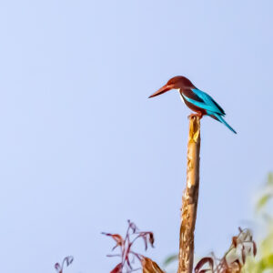 White-throated Kingfisher_Karwar_India