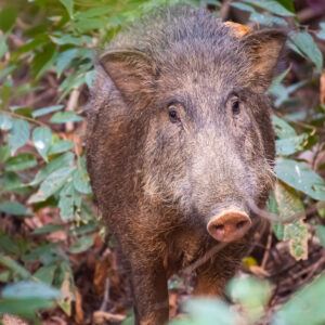 Wild Boar_Karwar_India