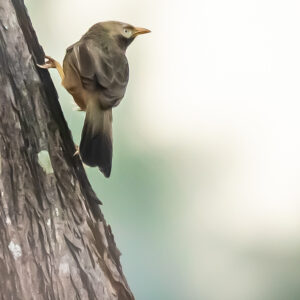 Yellow-billed Babbler1_Karwar_India