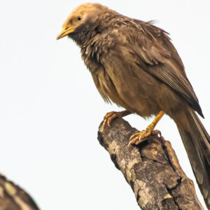 Yellow-billed Babbler2_Karwar_India