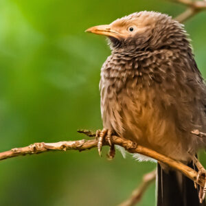 Yellow-billed Babbler4_Karwar_India