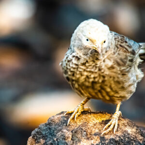 Yellow-billed Babbler5_Karwar_India