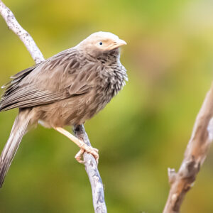 Yellow-billed Babbler_Karwar_India